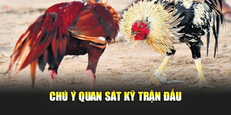 Chú ý quan sát kỹ trận đấu