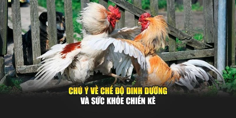 Chú ý về chế độ dinh dưỡng và sức khỏe chiến kê