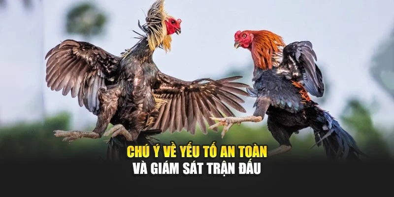 Chú ý về yếu tố an toàn và giám sát trận đấu