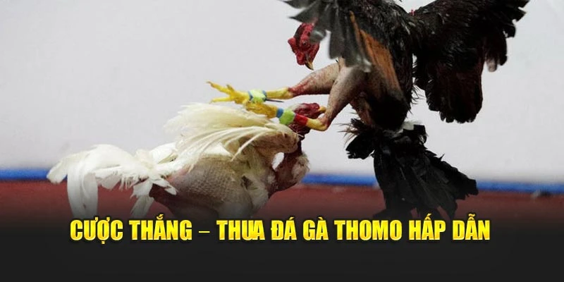 Cược thắng – thua đá gà thomo hấp dẫn