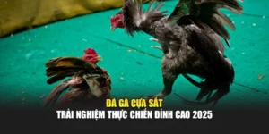 Đá Gà Cựa Sắt