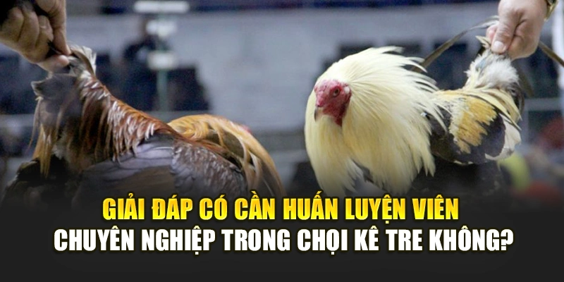 Giải đáp có cần huấn luyện viên chuyên nghiệp trong chọi kê tre không?