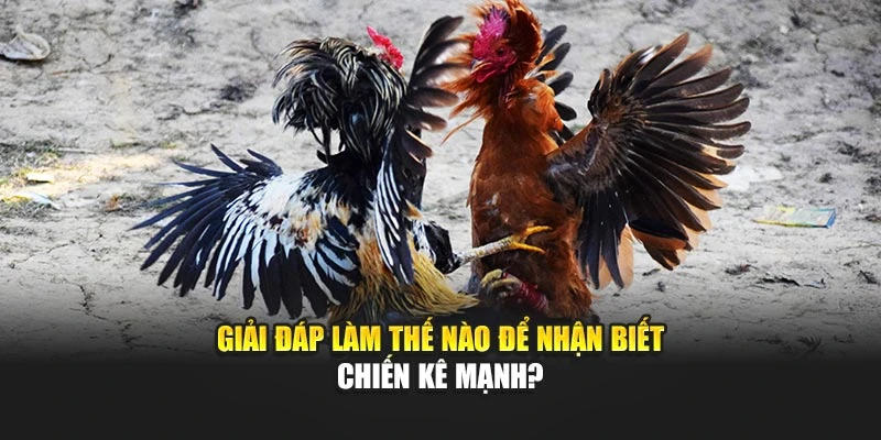 Giải đáp làm thế nào để nhận biết chiến kê mạnh?