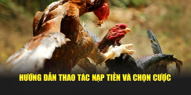 Hướng dẫn thao tác nạp tiền và chọn cược