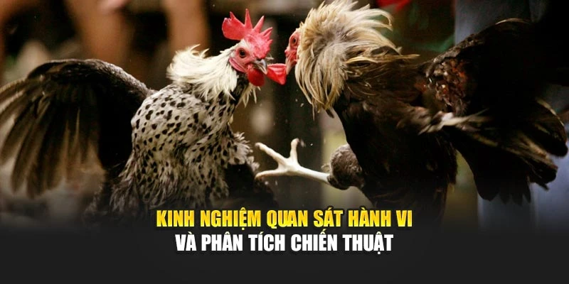 Kinh nghiệm quan sát hành vi và phân tích chiến thuật