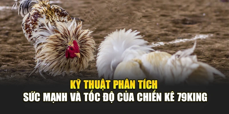 Kỹ thuật phân tích sức mạnh và tốc độ của chiến kê 79KING