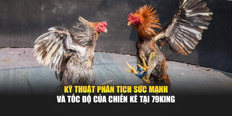 Kỹ thuật phân tích sức mạnh và tốc độ của chiến kê tại 79King