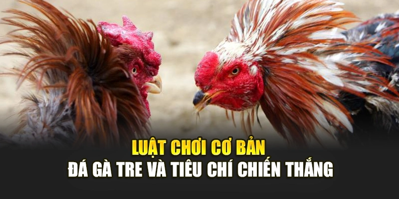 Luật chơi cơ bản đá gà tre và tiêu chí chiến thắng