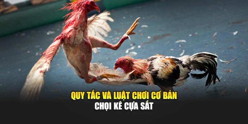 Quy tắc và luật chơi cơ bản chọi kê cựa sắt